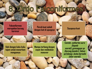 Falconiformes
merupakan burung
karnivor
Paruh kuat sekali
dengan kait di ujungnya
Sayapnya kuat
Kaki dengan kuku-kuku
tajam untuk menerkam
mangsanya
Mampu terbang dengan
cepat dan melakukan
manuver
Contoh: cathartes aura
(kepala
merah), gymnogyps sp
(burung kondor), falcon
sp (elang), buteo borealis
(ekor merah).
 