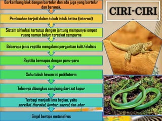 Ginjal bertipe metanefros
Terbagi manjadi lima bagian, yaitu
servikal, thorakal, lumbar, sacral, dan ekor
Telurnya dibungkus cangkang dari zat kapur
Suhu tubuh hewan ini poikiloterm
Reptilia bernapas dengan paru-paru
Beberapa jenis reptilia mengalami pergantian kulit/ekdisis
Sistem sirkulasi tertutup dengan jantung mempunyai empat
ruang namun belum tersekat sempurna
Pembuahan terjadi dalam tubuh induk betina (internal)
Berkembang biak dengan bertelur dan ada juga yang bertelur
dan beranak.
CIRI-CIRI
 