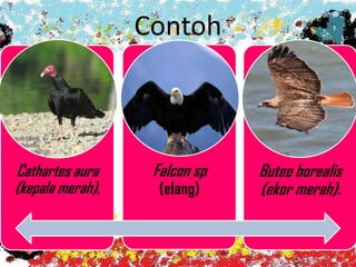 Contoh
Cathartes aura
(kepala merah),
Falcon sp
(elang)
Buteo borealis
(ekor merah).
 