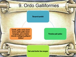 9. Ordo Galliformes
Berparuh pendek
Pemakan padi-padian
Kaki untuk berlari dan mengais
Contoh: gallus varius (ayam
hutan), gallus gallus (ayam
kampung), pavo cristatus
(merak), melleagris gallopavo
(kalkun)
 
