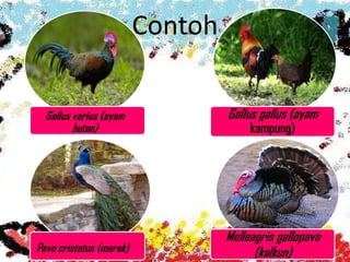 Contoh
Gallus gallus (ayam
kampung)
Gallus varius (ayam
hutan)
Pavo cristatus (merak)
Melleagris gallopavo
(kalkun)
 