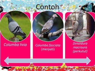 Contoh
Columba livia Columba fasciata
(merpati)
Zenaidura
macroura
(perkutut)
 