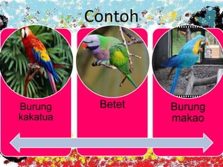 Contoh
Burung
kakatua
Betet Burung
makao
 