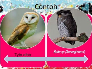 Contoh
Tyto alba
Tyto alba
Bubo sp (burung hantu)
 