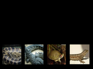 REPTILELE
    Reptilele sunt o clasă de vertebrate cu
corpul acoperit de o piele groasă, solzoasă, fără
picioare sau cu picioare scurte, dispuse lateral,
şi cu inima tricamerală. Doar câteva duc un
mod de viaţă acvatic sau semiacvatic. Se
cunosc aproximativ 7000 de specii de reptile.
 