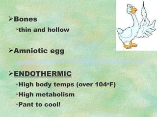 Bones thin and hollow Amniotic egg ENDOTHERMIC High body temps (over 104 o F) High metabolism Pant to cool! Eat a lot