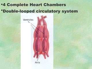 4 Complete Heart Chambers Double-looped circulatory system