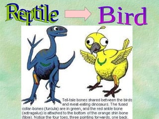 Bird Reptile