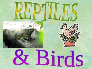 REPTILES & Birds