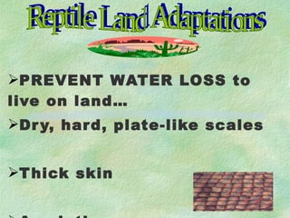 PREVENT WATER LOSS to live on land… Dry, hard, plate-like scales Thick skin Amniotic egg Reptile Land Adaptations