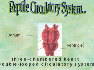 Atrium ventricle Reptile Circulatory System... three-chambered heart Double-looped circulatory system