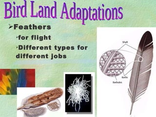 Feathers for flight Different types for different jobs Bird Land Adaptations