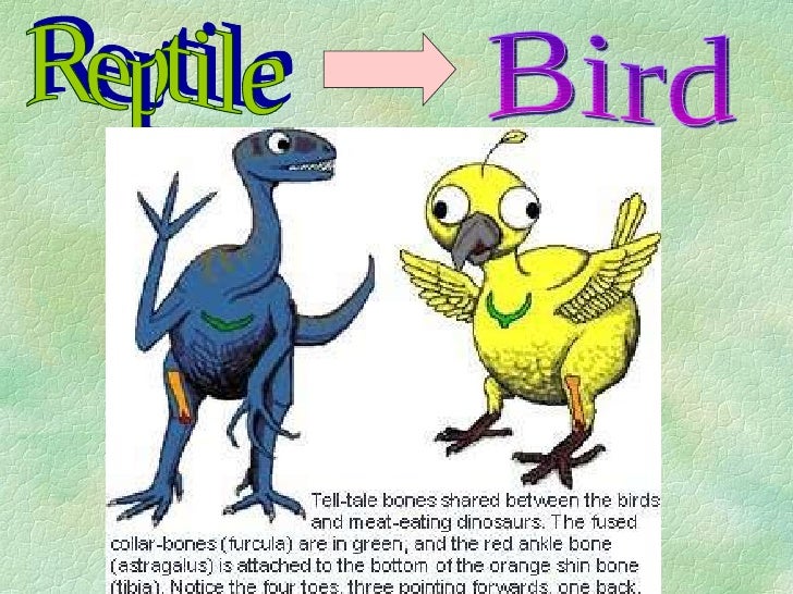 Reptile and bird notes