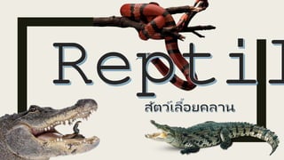 Reptile and Mammal vocabulary