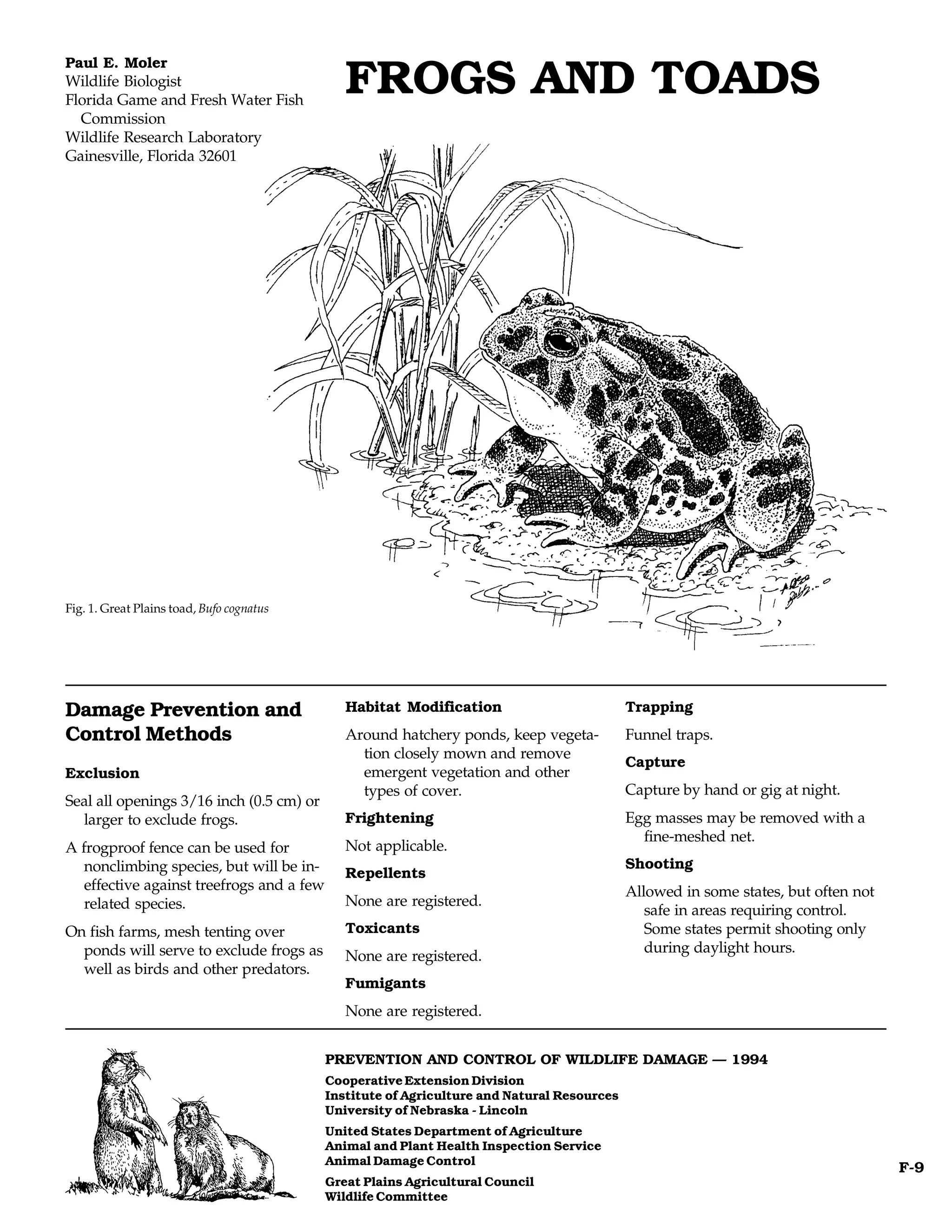 Paul E. Moler
Wildlife Biologist
Florida Game and Fresh Water Fish
                                              FROGS AND TOADS
  Commission
Wildlife Research Laboratory
Gainesville, Florida 32601




Fig. 1. Great Plains toad, Bufo cognatus




Damage Prevention and                         Habitat Modification                          Trapping
Control Methods                               Around hatchery ponds, keep vegeta-           Funnel traps.
                                                tion closely mown and remove
                                                                                            Capture
Exclusion                                       emergent vegetation and other
                                                types of cover.                             Capture by hand or gig at night.
Seal all openings 3/16 inch (0.5 cm) or
  larger to exclude frogs.                    Frightening                                   Egg masses may be removed with a
                                                                                              fine-meshed net.
A frogproof fence can be used for             Not applicable.
   nonclimbing species, but will be in-                                                     Shooting
                                              Repellents
   effective against treefrogs and a few                                                    Allowed in some states, but often not
   related species.                           None are registered.
                                                                                               safe in areas requiring control.
On fish farms, mesh tenting over              Toxicants                                        Some states permit shooting only
  ponds will serve to exclude frogs as                                                         during daylight hours.
                                              None are registered.
  well as birds and other predators.
                                              Fumigants
                                              None are registered.


                                           PREVENTION AND CONTROL OF WILDLIFE DAMAGE — 1994
                                           Cooperative Extension Division
                                           Institute of Agriculture and Natural Resources
                                           University of Nebraska - Lincoln
                                           United States Department of Agriculture
                                           Animal and Plant Health Inspection Service
                                           Animal Damage Control
                                                                                                                                    F-9
                                           Great Plains Agricultural Council
                                           Wildlife Committee
 