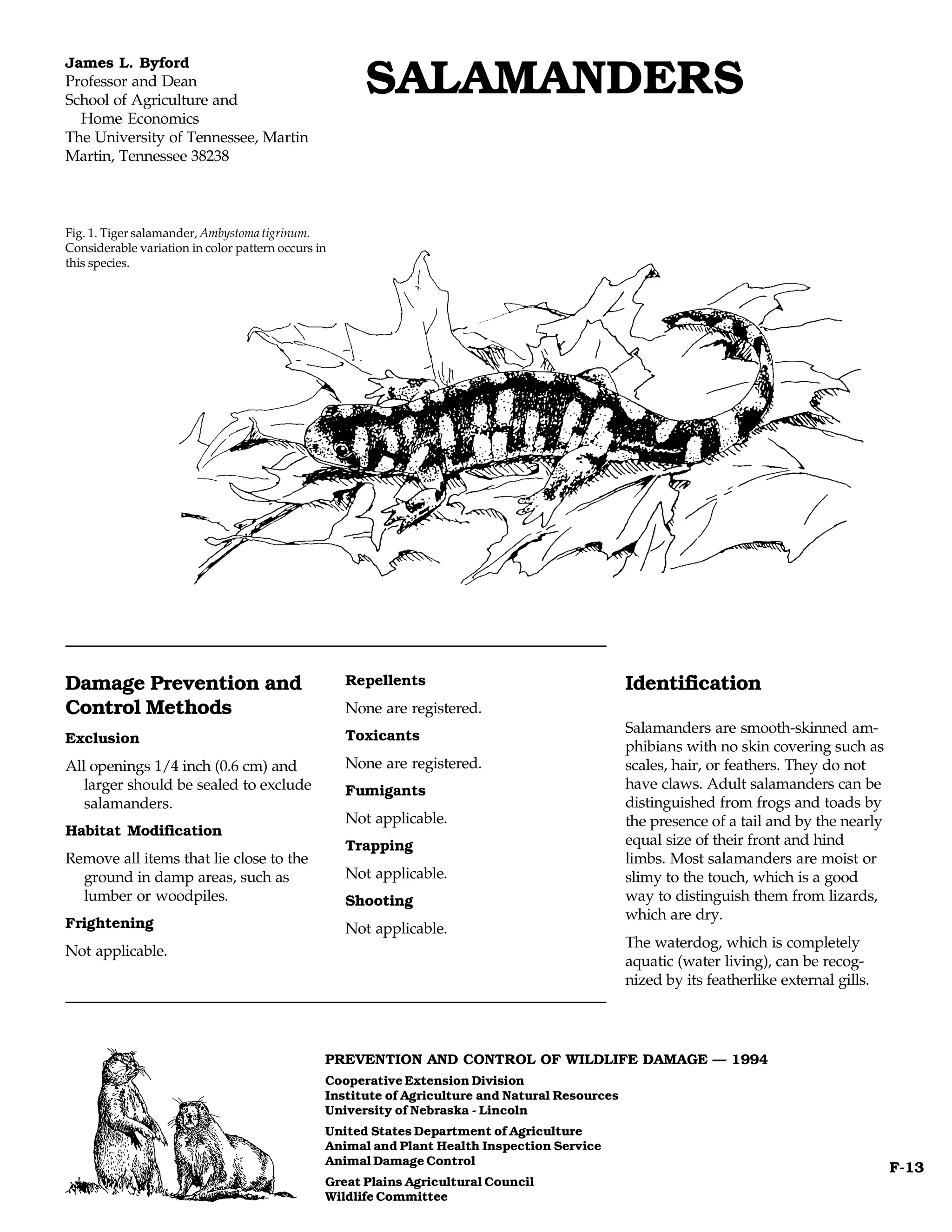 James L. Byford
Professor and Dean
School of Agriculture and
                                                      SALAMANDERS
  Home Economics
The University of Tennessee, Martin
Martin, Tennessee 38238



Fig. 1. Tiger salamander, Ambystoma tigrinum.
Considerable variation in color pattern occurs in
this species.




Damage Prevention and                               Repellents                                   Identification
Control Methods                                     None are registered.
                                                    Toxicants
                                                                                                 Salamanders are smooth-skinned am-
Exclusion
                                                                                                 phibians with no skin covering such as
All openings 1/4 inch (0.6 cm) and                  None are registered.                         scales, hair, or feathers. They do not
   larger should be sealed to exclude               Fumigants                                    have claws. Adult salamanders can be
   salamanders.                                                                                  distinguished from frogs and toads by
                                                    Not applicable.                              the presence of a tail and by the nearly
Habitat Modification
                                                    Trapping                                     equal size of their front and hind
Remove all items that lie close to the                                                           limbs. Most salamanders are moist or
  ground in damp areas, such as                     Not applicable.                              slimy to the touch, which is a good
  lumber or woodpiles.                              Shooting                                     way to distinguish them from lizards,
                                                                                                 which are dry.
Frightening                                         Not applicable.
                                                                                                 The waterdog, which is completely
Not applicable.
                                                                                                 aquatic (water living), can be recog-
                                                                                                 nized by its featherlike external gills.




                                                PREVENTION AND CONTROL OF WILDLIFE DAMAGE — 1994
                                                Cooperative Extension Division
                                                Institute of Agriculture and Natural Resources
                                                University of Nebraska - Lincoln
                                                United States Department of Agriculture
                                                Animal and Plant Health Inspection Service
                                                Animal Damage Control
                                                                                                                                            F-13
                                                Great Plains Agricultural Council
                                                Wildlife Committee
 