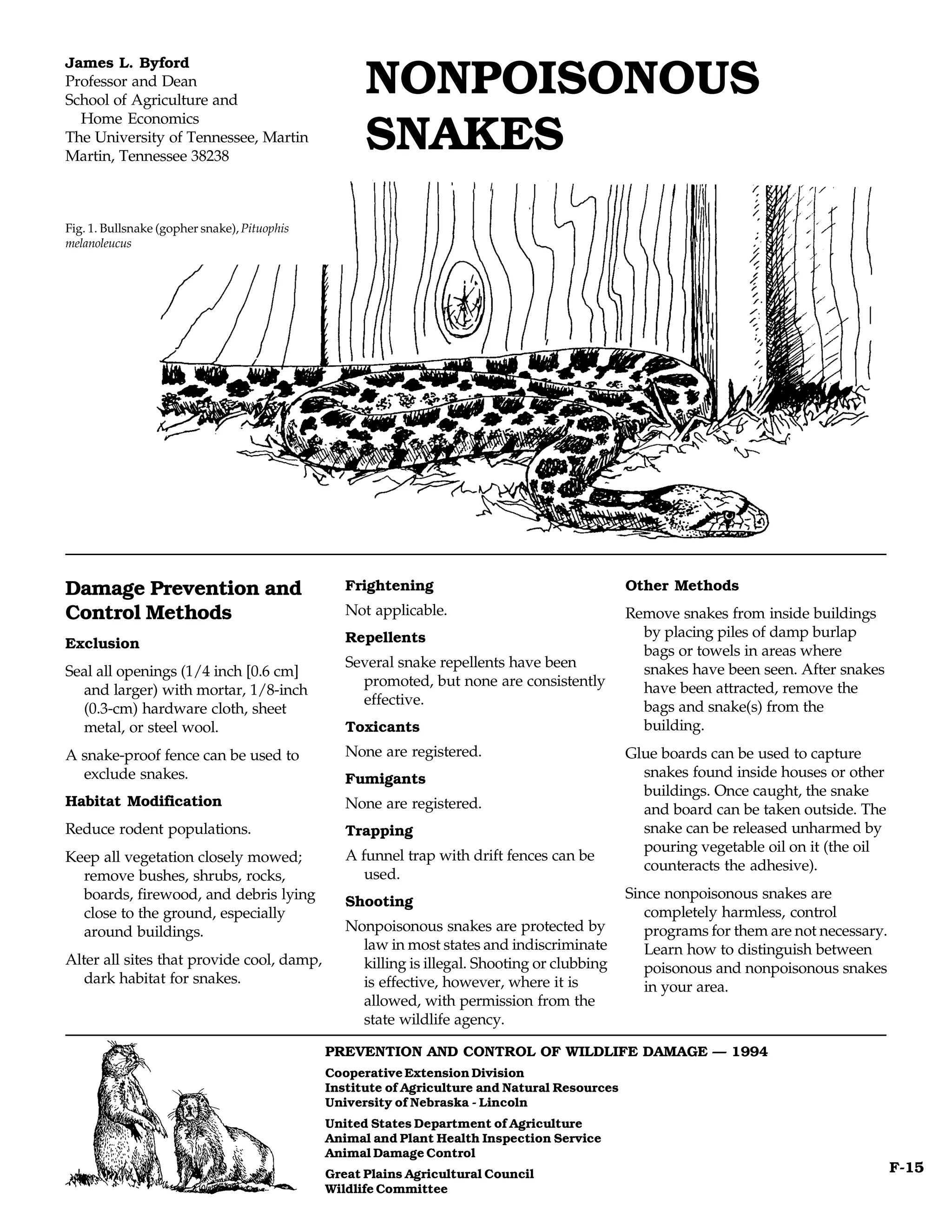 James L. Byford
Professor and Dean
School of Agriculture and
                                                    NONPOISONOUS
  Home Economics
The University of Tennessee, Martin
Martin, Tennessee 38238
                                                    SNAKES
Fig. 1. Bullsnake (gopher snake), Pituophis
melanoleucus




Damage Prevention and                            Frightening                                   Other Methods
Control Methods                                  Not applicable.                               Remove snakes from inside buildings
                                                 Repellents                                      by placing piles of damp burlap
Exclusion                                                                                        bags or towels in areas where
                                                 Several snake repellents have been              snakes have been seen. After snakes
Seal all openings (1/4 inch [0.6 cm]
                                                   promoted, but none are consistently           have been attracted, remove the
  and larger) with mortar, 1/8-inch
                                                   effective.                                    bags and snake(s) from the
  (0.3-cm) hardware cloth, sheet
  metal, or steel wool.                          Toxicants                                       building.
A snake-proof fence can be used to               None are registered.                          Glue boards can be used to capture
  exclude snakes.                                Fumigants                                       snakes found inside houses or other
                                                                                                 buildings. Once caught, the snake
Habitat Modification                             None are registered.                            and board can be taken outside. The
Reduce rodent populations.                       Trapping                                        snake can be released unharmed by
                                                                                                 pouring vegetable oil on it (the oil
Keep all vegetation closely mowed;               A funnel trap with drift fences can be
                                                                                                 counteracts the adhesive).
  remove bushes, shrubs, rocks,                     used.
  boards, firewood, and debris lying                                                           Since nonpoisonous snakes are
                                                 Shooting
  close to the ground, especially                                                                 completely harmless, control
  around buildings.                              Nonpoisonous snakes are protected by             programs for them are not necessary.
                                                   law in most states and indiscriminate          Learn how to distinguish between
Alter all sites that provide cool, damp,           killing is illegal. Shooting or clubbing       poisonous and nonpoisonous snakes
   dark habitat for snakes.                        is effective, however, where it is             in your area.
                                                   allowed, with permission from the
                                                   state wildlife agency.

                                              PREVENTION AND CONTROL OF WILDLIFE DAMAGE — 1994
                                              Cooperative Extension Division
                                              Institute of Agriculture and Natural Resources
                                              University of Nebraska - Lincoln
                                              United States Department of Agriculture
                                              Animal and Plant Health Inspection Service
                                              Animal Damage Control
                                              Great Plains Agricultural Council                                                          F-15
                                              Wildlife Committee
 