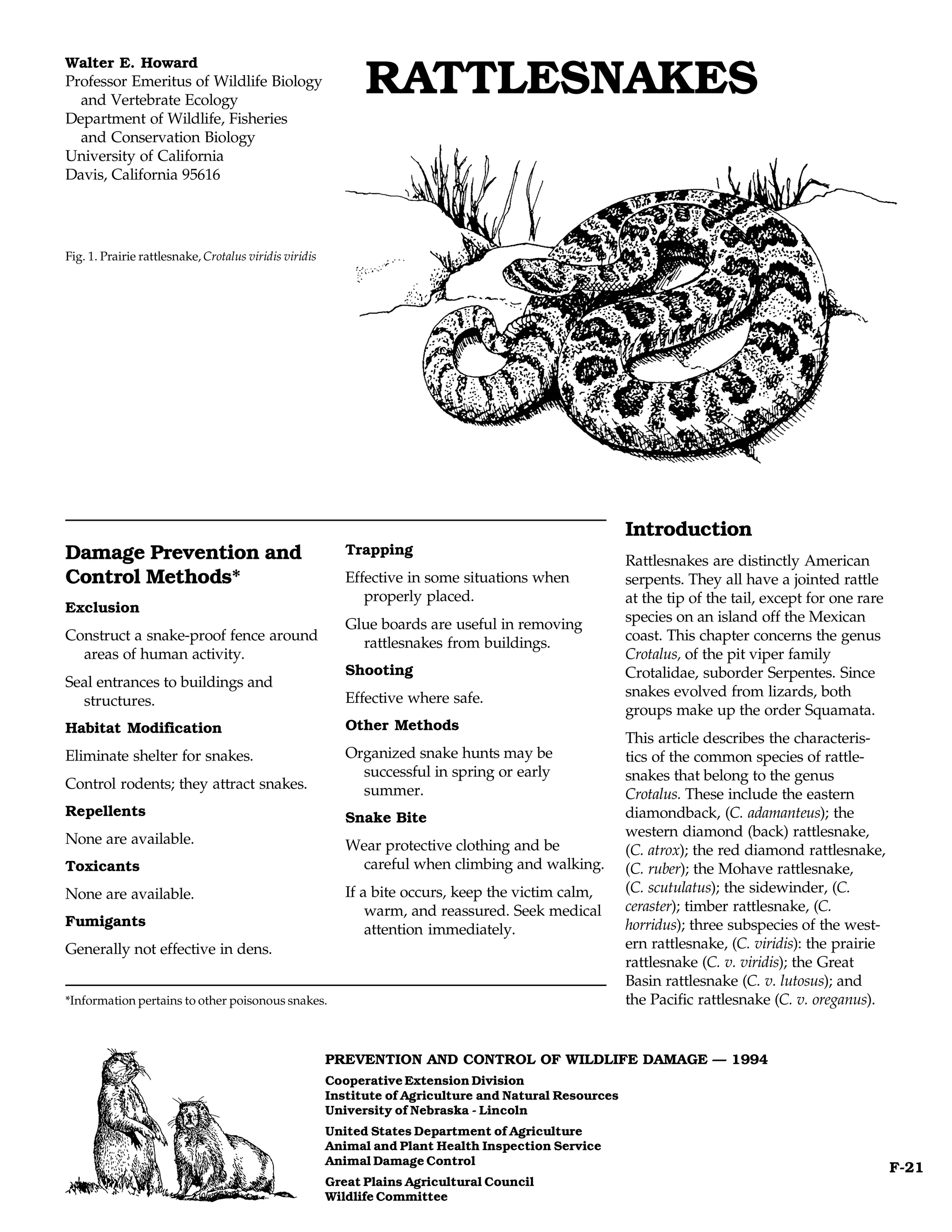 Walter E. Howard
Professor Emeritus of Wildlife Biology
  and Vertebrate Ecology
                                                              RATTLESNAKES
Department of Wildlife, Fisheries
  and Conservation Biology
University of California
Davis, California 95616




Fig. 1. Prairie rattlesnake, Crotalus viridis viridis




                                                                                                         Introduction
Damage Prevention and                                      Trapping
                                                                                                         Rattlesnakes are distinctly American
Control Methods*                                           Effective in some situations when             serpents. They all have a jointed rattle
                                                              properly placed.                           at the tip of the tail, except for one rare
Exclusion
                                                           Glue boards are useful in removing            species on an island off the Mexican
Construct a snake-proof fence around                         rattlesnakes from buildings.                coast. This chapter concerns the genus
  areas of human activity.                                                                               Crotalus, of the pit viper family
                                                           Shooting                                      Crotalidae, suborder Serpentes. Since
Seal entrances to buildings and
                                                           Effective where safe.                         snakes evolved from lizards, both
  structures.
                                                                                                         groups make up the order Squamata.
Habitat Modification                                       Other Methods
                                                                                                         This article describes the characteris-
Eliminate shelter for snakes.                              Organized snake hunts may be                  tics of the common species of rattle-
                                                             successful in spring or early               snakes that belong to the genus
Control rodents; they attract snakes.                        summer.                                     Crotalus. These include the eastern
Repellents                                                 Snake Bite                                    diamondback, (C. adamanteus); the
None are available.                                                                                      western diamond (back) rattlesnake,
                                                           Wear protective clothing and be               (C. atrox); the red diamond rattlesnake,
Toxicants                                                   careful when climbing and walking.           (C. ruber); the Mohave rattlesnake,
None are available.                                        If a bite occurs, keep the victim calm,       (C. scutulatus); the sidewinder, (C.
                                                               warm, and reassured. Seek medical         ceraster); timber rattlesnake, (C.
Fumigants                                                                                                horridus); three subspecies of the west-
                                                               attention immediately.
Generally not effective in dens.                                                                         ern rattlesnake, (C. viridis): the prairie
                                                                                                         rattlesnake (C. v. viridis); the Great
                                                                                                         Basin rattlesnake (C. v. lutosus); and
*Information pertains to other poisonous snakes.                                                         the Pacific rattlesnake (C. v. oreganus).


                                                        PREVENTION AND CONTROL OF WILDLIFE DAMAGE — 1994
                                                        Cooperative Extension Division
                                                        Institute of Agriculture and Natural Resources
                                                        University of Nebraska - Lincoln
                                                        United States Department of Agriculture
                                                        Animal and Plant Health Inspection Service
                                                        Animal Damage Control
                                                                                                                                                       F-21
                                                        Great Plains Agricultural Council
                                                        Wildlife Committee
 