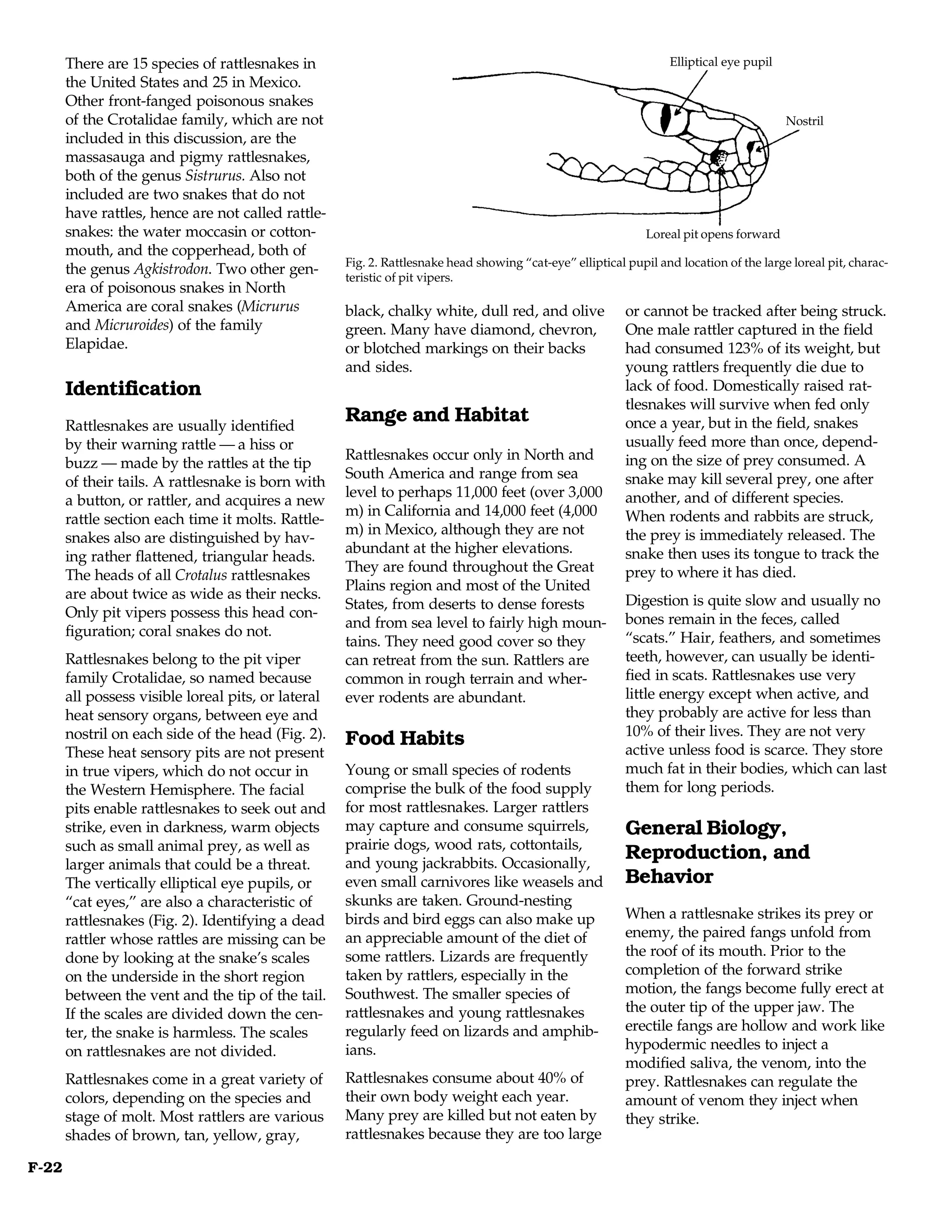 There are 15 species of rattlesnakes in                                                                     Elliptical eye pupil
       the United States and 25 in Mexico.
       Other front-fanged poisonous snakes
       of the Crotalidae family, which are not                                                                                            Nostril
       included in this discussion, are the
       massasauga and pigmy rattlesnakes,
       both of the genus Sistrurus. Also not
       included are two snakes that do not
       have rattles, hence are not called rattle-
       snakes: the water moccasin or cotton-                                                                   Loreal pit opens forward
       mouth, and the copperhead, both of
                                                     Fig. 2. Rattlesnake head showing “cat-eye” elliptical pupil and location of the large loreal pit, charac-
       the genus Agkistrodon. Two other gen-         teristic of pit vipers.
       era of poisonous snakes in North
       America are coral snakes (Micrurus            black, chalky white, dull red, and olive              or cannot be tracked after being struck.
       and Micruroides) of the family                green. Many have diamond, chevron,                    One male rattler captured in the field
       Elapidae.                                     or blotched markings on their backs                   had consumed 123% of its weight, but
                                                     and sides.                                            young rattlers frequently die due to
       Identification                                                                                      lack of food. Domestically raised rat-
                                                                                                           tlesnakes will survive when fed only
       Rattlesnakes are usually identified
                                                     Range and Habitat                                     once a year, but in the field, snakes
       by their warning rattle — a hiss or                                                                 usually feed more than once, depend-
                                                     Rattlesnakes occur only in North and                  ing on the size of prey consumed. A
       buzz — made by the rattles at the tip
                                                     South America and range from sea                      snake may kill several prey, one after
       of their tails. A rattlesnake is born with
                                                     level to perhaps 11,000 feet (over 3,000              another, and of different species.
       a button, or rattler, and acquires a new
                                                     m) in California and 14,000 feet (4,000               When rodents and rabbits are struck,
       rattle section each time it molts. Rattle-
                                                     m) in Mexico, although they are not                   the prey is immediately released. The
       snakes also are distinguished by hav-
                                                     abundant at the higher elevations.                    snake then uses its tongue to track the
       ing rather flattened, triangular heads.
                                                     They are found throughout the Great                   prey to where it has died.
       The heads of all Crotalus rattlesnakes
                                                     Plains region and most of the United
       are about twice as wide as their necks.                                                             Digestion is quite slow and usually no
                                                     States, from deserts to dense forests
       Only pit vipers possess this head con-                                                              bones remain in the feces, called
                                                     and from sea level to fairly high moun-
       figuration; coral snakes do not.                                                                    “scats.” Hair, feathers, and sometimes
                                                     tains. They need good cover so they
       Rattlesnakes belong to the pit viper          can retreat from the sun. Rattlers are                teeth, however, can usually be identi-
       family Crotalidae, so named because           common in rough terrain and wher-                     fied in scats. Rattlesnakes use very
       all possess visible loreal pits, or lateral   ever rodents are abundant.                            little energy except when active, and
       heat sensory organs, between eye and                                                                they probably are active for less than
       nostril on each side of the head (Fig. 2).                                                          10% of their lives. They are not very
                                                     Food Habits                                           active unless food is scarce. They store
       These heat sensory pits are not present
       in true vipers, which do not occur in         Young or small species of rodents                     much fat in their bodies, which can last
       the Western Hemisphere. The facial            comprise the bulk of the food supply                  them for long periods.
       pits enable rattlesnakes to seek out and      for most rattlesnakes. Larger rattlers
       strike, even in darkness, warm objects        may capture and consume squirrels,                    General Biology,
       such as small animal prey, as well as         prairie dogs, wood rats, cottontails,
                                                     and young jackrabbits. Occasionally,
                                                                                                           Reproduction, and
       larger animals that could be a threat.
       The vertically elliptical eye pupils, or      even small carnivores like weasels and                Behavior
       “cat eyes,” are also a characteristic of      skunks are taken. Ground-nesting
       rattlesnakes (Fig. 2). Identifying a dead     birds and bird eggs can also make up                  When a rattlesnake strikes its prey or
       rattler whose rattles are missing can be      an appreciable amount of the diet of                  enemy, the paired fangs unfold from
       done by looking at the snake’s scales         some rattlers. Lizards are frequently                 the roof of its mouth. Prior to the
       on the underside in the short region          taken by rattlers, especially in the                  completion of the forward strike
       between the vent and the tip of the tail.     Southwest. The smaller species of                     motion, the fangs become fully erect at
       If the scales are divided down the cen-       rattlesnakes and young rattlesnakes                   the outer tip of the upper jaw. The
       ter, the snake is harmless. The scales        regularly feed on lizards and amphib-                 erectile fangs are hollow and work like
       on rattlesnakes are not divided.              ians.                                                 hypodermic needles to inject a
                                                                                                           modified saliva, the venom, into the
       Rattlesnakes come in a great variety of       Rattlesnakes consume about 40% of                     prey. Rattlesnakes can regulate the
       colors, depending on the species and          their own body weight each year.                      amount of venom they inject when
       stage of molt. Most rattlers are various      Many prey are killed but not eaten by                 they strike.
       shades of brown, tan, yellow, gray,           rattlesnakes because they are too large

F-22
 