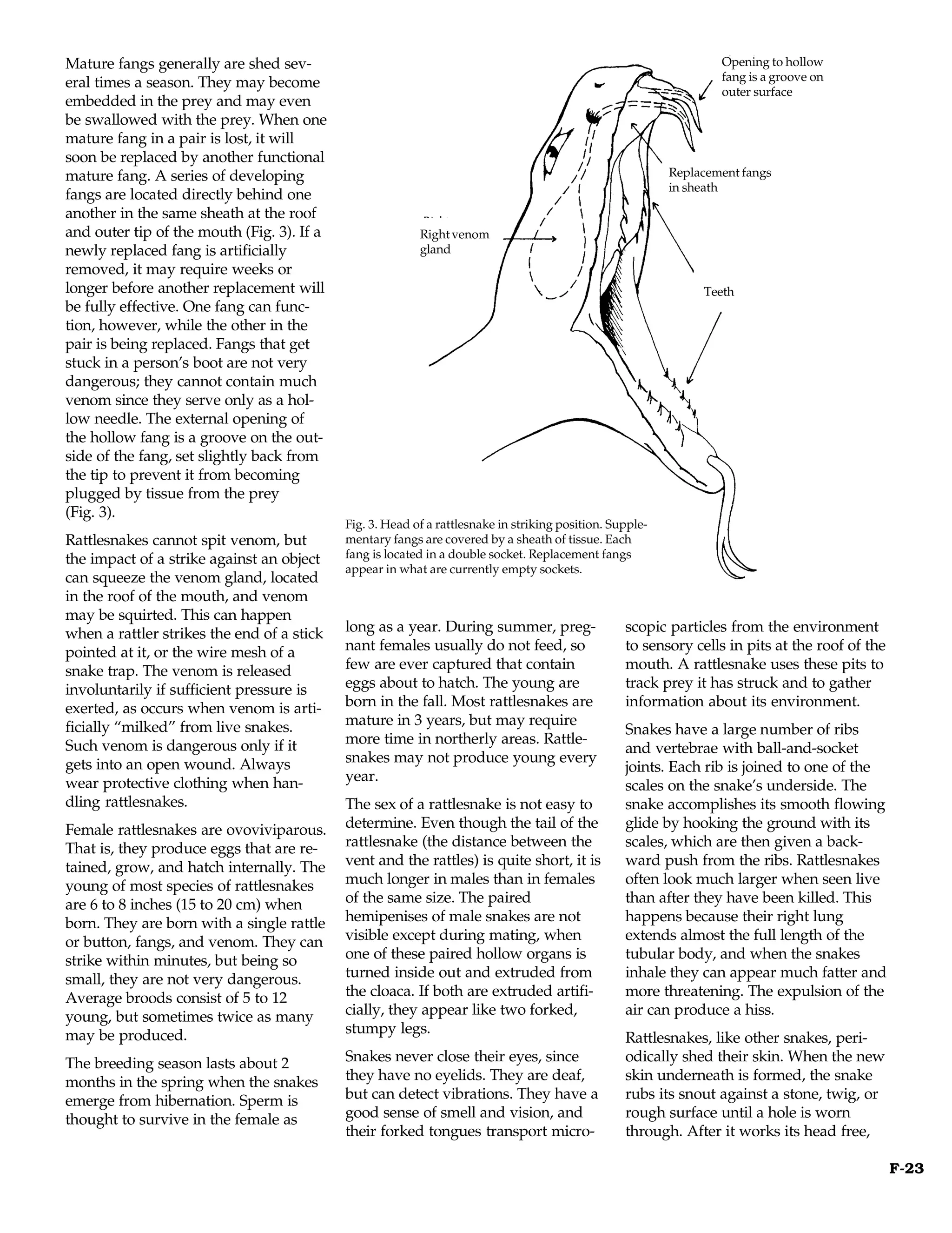 Mature fangs generally are shed sev-                                                                              Opening to hollow
                                                                                                                  fang is a groove on
eral times a season. They may become
                                                                                                                  outer surface
embedded in the prey and may even
be swallowed with the prey. When one
mature fang in a pair is lost, it will
soon be replaced by another functional
mature fang. A series of developing                                                                       Replacement fangs
                                                                                                          in sheath
fangs are located directly behind one
another in the same sheath at the roof
and outer tip of the mouth (Fig. 3). If a                 Right venom
newly replaced fang is artificially                       gland
removed, it may require weeks or
longer before another replacement will                                                                         Teeth
be fully effective. One fang can func-
tion, however, while the other in the
pair is being replaced. Fangs that get
stuck in a person’s boot are not very
dangerous; they cannot contain much
venom since they serve only as a hol-
low needle. The external opening of
the hollow fang is a groove on the out-
side of the fang, set slightly back from
the tip to prevent it from becoming
plugged by tissue from the prey
(Fig. 3).
                                            Fig. 3. Head of a rattlesnake in striking position. Supple-
Rattlesnakes cannot spit venom, but         mentary fangs are covered by a sheath of tissue. Each
the impact of a strike against an object    fang is located in a double socket. Replacement fangs
                                            appear in what are currently empty sockets.
can squeeze the venom gland, located
in the roof of the mouth, and venom
may be squirted. This can happen
when a rattler strikes the end of a stick   long as a year. During summer, preg-                  scopic particles from the environment
pointed at it, or the wire mesh of a        nant females usually do not feed, so                  to sensory cells in pits at the roof of the
snake trap. The venom is released           few are ever captured that contain                    mouth. A rattlesnake uses these pits to
involuntarily if sufficient pressure is     eggs about to hatch. The young are                    track prey it has struck and to gather
exerted, as occurs when venom is arti-      born in the fall. Most rattlesnakes are               information about its environment.
ficially “milked” from live snakes.         mature in 3 years, but may require
                                                                                                  Snakes have a large number of ribs
Such venom is dangerous only if it          more time in northerly areas. Rattle-
                                                                                                  and vertebrae with ball-and-socket
gets into an open wound. Always             snakes may not produce young every
                                                                                                  joints. Each rib is joined to one of the
wear protective clothing when han-          year.
                                                                                                  scales on the snake’s underside. The
dling rattlesnakes.                         The sex of a rattlesnake is not easy to               snake accomplishes its smooth flowing
Female rattlesnakes are ovoviviparous.      determine. Even though the tail of the                glide by hooking the ground with its
That is, they produce eggs that are re-     rattlesnake (the distance between the                 scales, which are then given a back-
tained, grow, and hatch internally. The     vent and the rattles) is quite short, it is           ward push from the ribs. Rattlesnakes
young of most species of rattlesnakes       much longer in males than in females                  often look much larger when seen live
are 6 to 8 inches (15 to 20 cm) when        of the same size. The paired                          than after they have been killed. This
born. They are born with a single rattle    hemipenises of male snakes are not                    happens because their right lung
or button, fangs, and venom. They can       visible except during mating, when                    extends almost the full length of the
strike within minutes, but being so         one of these paired hollow organs is                  tubular body, and when the snakes
small, they are not very dangerous.         turned inside out and extruded from                   inhale they can appear much fatter and
Average broods consist of 5 to 12           the cloaca. If both are extruded artifi-              more threatening. The expulsion of the
young, but sometimes twice as many          cially, they appear like two forked,                  air can produce a hiss.
may be produced.                            stumpy legs.
                                                                                                  Rattlesnakes, like other snakes, peri-
The breeding season lasts about 2           Snakes never close their eyes, since                  odically shed their skin. When the new
months in the spring when the snakes        they have no eyelids. They are deaf,                  skin underneath is formed, the snake
emerge from hibernation. Sperm is           but can detect vibrations. They have a                rubs its snout against a stone, twig, or
thought to survive in the female as         good sense of smell and vision, and                   rough surface until a hole is worn
                                            their forked tongues transport micro-                 through. After it works its head free,

                                                                                                                                                F-23
 