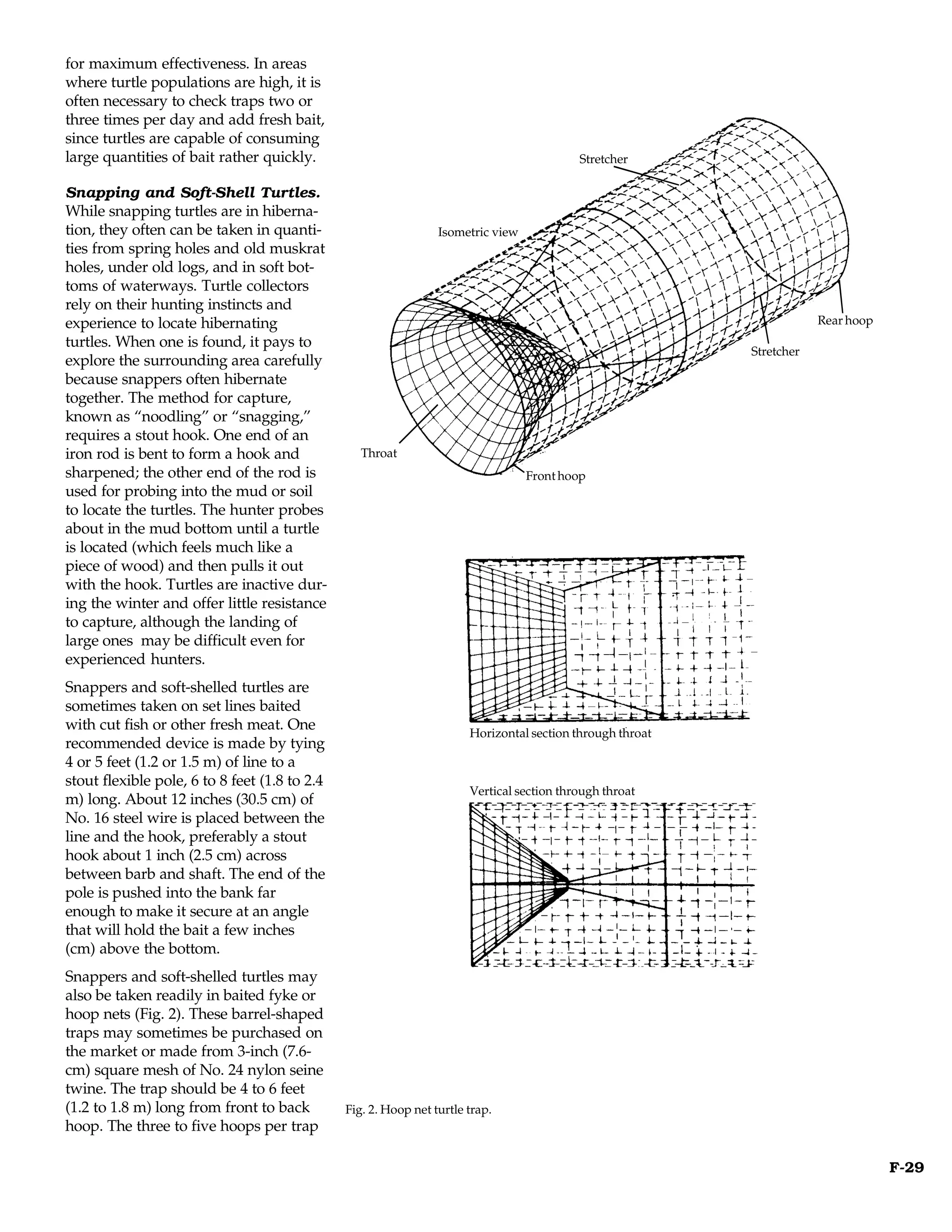 for maximum effectiveness. In areas
where turtle populations are high, it is
often necessary to check traps two or
three times per day and add fresh bait,
since turtles are capable of consuming
large quantities of bait rather quickly.                                                   Stretcher

Snapping and Soft-Shell Turtles.
While snapping turtles are in hiberna-
tion, they often can be taken in quanti-                         Isometric view
ties from spring holes and old muskrat
holes, under old logs, and in soft bot-
toms of waterways. Turtle collectors
rely on their hunting instincts and
experience to locate hibernating                                                                                       Rear hoop
turtles. When one is found, it pays to
                                                                                                           Stretcher
explore the surrounding area carefully
because snappers often hibernate
together. The method for capture,
known as “noodling” or “snagging,”
requires a stout hook. One end of an
iron rod is bent to form a hook and               Throat
sharpened; the other end of the rod is                                            Front hoop
used for probing into the mud or soil
to locate the turtles. The hunter probes
about in the mud bottom until a turtle
is located (which feels much like a
piece of wood) and then pulls it out
with the hook. Turtles are inactive dur-
ing the winter and offer little resistance
to capture, although the landing of
large ones may be difficult even for
experienced hunters.
Snappers and soft-shelled turtles are
sometimes taken on set lines baited
with cut fish or other fresh meat. One
                                                                       Horizontal section through throat
recommended device is made by tying
4 or 5 feet (1.2 or 1.5 m) of line to a
stout flexible pole, 6 to 8 feet (1.8 to 2.4
                                                                       Vertical section through throat
m) long. About 12 inches (30.5 cm) of
No. 16 steel wire is placed between the
line and the hook, preferably a stout
hook about 1 inch (2.5 cm) across
between barb and shaft. The end of the
pole is pushed into the bank far
enough to make it secure at an angle
that will hold the bait a few inches
(cm) above the bottom.
Snappers and soft-shelled turtles may
also be taken readily in baited fyke or
hoop nets (Fig. 2). These barrel-shaped
traps may sometimes be purchased on
the market or made from 3-inch (7.6-
cm) square mesh of No. 24 nylon seine
twine. The trap should be 4 to 6 feet
(1.2 to 1.8 m) long from front to back         Fig. 2. Hoop net turtle trap.
hoop. The three to five hoops per trap

                                                                                                                                   F-29
 