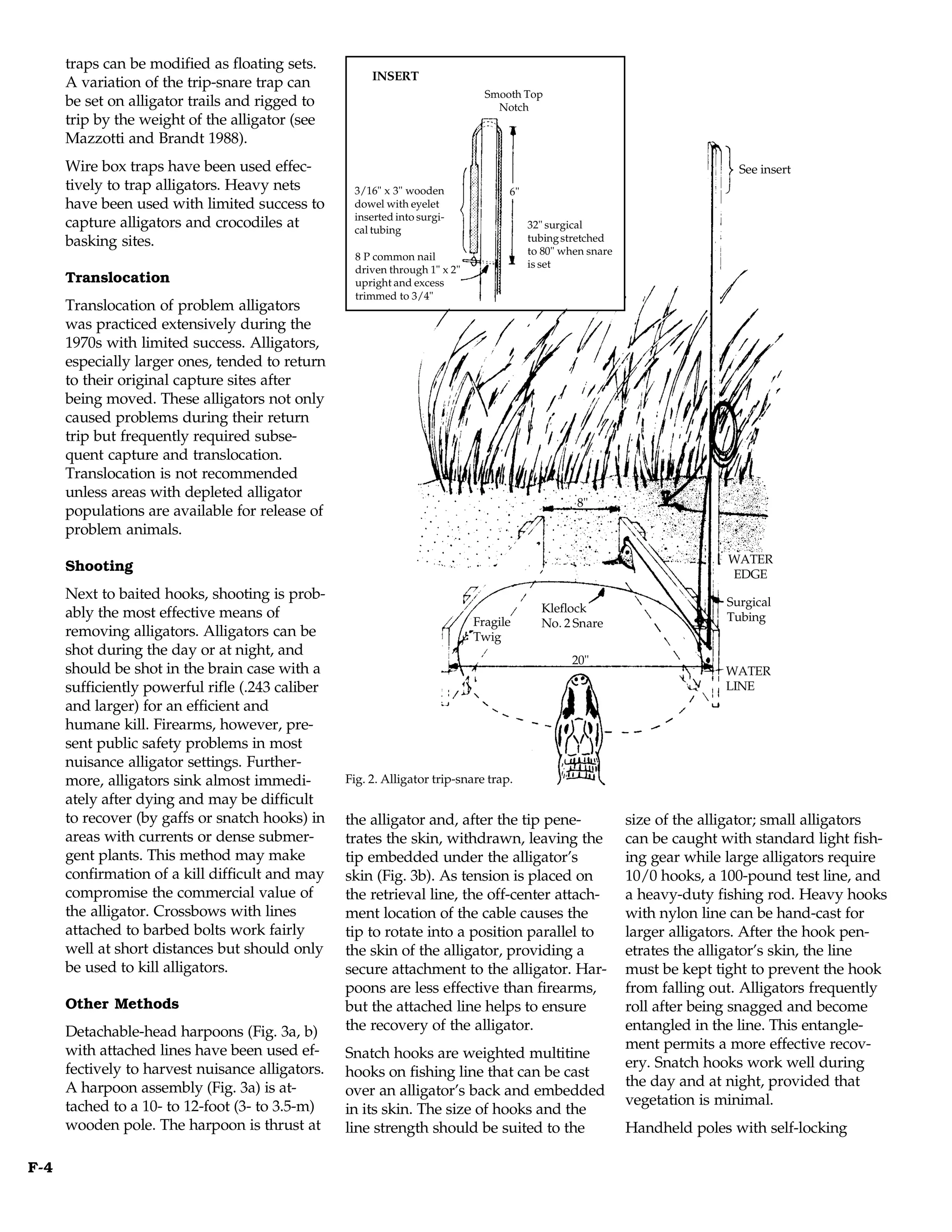 traps can be modified as floating sets.
                                                       INSERT
      A variation of the trip-snare trap can
                                                                               Smooth Top
      be set on alligator trails and rigged to                                   Notch
      trip by the weight of the alligator (see
      Mazzotti and Brandt 1988).
      Wire box traps have been used effec-                                                                                   See insert
      tively to trap alligators. Heavy nets        3/16" x 3" wooden               6"
      have been used with limited success to       dowel with eyelet
                                                   inserted into surgi-
      capture alligators and crocodiles at         cal tubing                           32" surgical
      basking sites.                                                                    tubing stretched
                                                                                        to 80" when snare
                                                    8 P common nail
                                                                                        is set
                                                    driven through 1" x 2"
      Translocation                                 upright and excess
                                                    trimmed to 3/4"
      Translocation of problem alligators
      was practiced extensively during the
      1970s with limited success. Alligators,
      especially larger ones, tended to return
      to their original capture sites after
      being moved. These alligators not only
      caused problems during their return
      trip but frequently required subse-
      quent capture and translocation.
      Translocation is not recommended
      unless areas with depleted alligator
                                                                                                 8"
      populations are available for release of
      problem animals.
                                                                                                                           WATER
      Shooting
                                                                                                                           EDGE
      Next to baited hooks, shooting is prob-                                                                              Surgical
      ably the most effective means of                                                    Kleflock
                                                                             Fragile      No. 2 Snare                      Tubing
      removing alligators. Alligators can be                                 Twig
      shot during the day or at night, and
                                                                                                20"
      should be shot in the brain case with a                                                                             WATER
      sufficiently powerful rifle (.243 caliber                                                                           LINE
      and larger) for an efficient and
      humane kill. Firearms, however, pre-
      sent public safety problems in most
      nuisance alligator settings. Further-
      more, alligators sink almost immedi-        Fig. 2. Alligator trip-snare trap.
      ately after dying and may be difficult
      to recover (by gaffs or snatch hooks) in    the alligator and, after the tip pene-                    size of the alligator; small alligators
      areas with currents or dense submer-        trates the skin, withdrawn, leaving the                   can be caught with standard light fish-
      gent plants. This method may make           tip embedded under the alligator’s                        ing gear while large alligators require
      confirmation of a kill difficult and may    skin (Fig. 3b). As tension is placed on                   10/0 hooks, a 100-pound test line, and
      compromise the commercial value of          the retrieval line, the off-center attach-                a heavy-duty fishing rod. Heavy hooks
      the alligator. Crossbows with lines         ment location of the cable causes the                     with nylon line can be hand-cast for
      attached to barbed bolts work fairly        tip to rotate into a position parallel to                 larger alligators. After the hook pen-
      well at short distances but should only     the skin of the alligator, providing a                    etrates the alligator’s skin, the line
      be used to kill alligators.                 secure attachment to the alligator. Har-                  must be kept tight to prevent the hook
                                                  poons are less effective than firearms,                   from falling out. Alligators frequently
      Other Methods                               but the attached line helps to ensure                     roll after being snagged and become
      Detachable-head harpoons (Fig. 3a, b)       the recovery of the alligator.                            entangled in the line. This entangle-
      with attached lines have been used ef-                                                                ment permits a more effective recov-
                                                  Snatch hooks are weighted multitine
      fectively to harvest nuisance alligators.                                                             ery. Snatch hooks work well during
                                                  hooks on fishing line that can be cast
      A harpoon assembly (Fig. 3a) is at-                                                                   the day and at night, provided that
                                                  over an alligator’s back and embedded
      tached to a 10- to 12-foot (3- to 3.5-m)                                                              vegetation is minimal.
                                                  in its skin. The size of hooks and the
      wooden pole. The harpoon is thrust at       line strength should be suited to the                     Handheld poles with self-locking

F-4
 