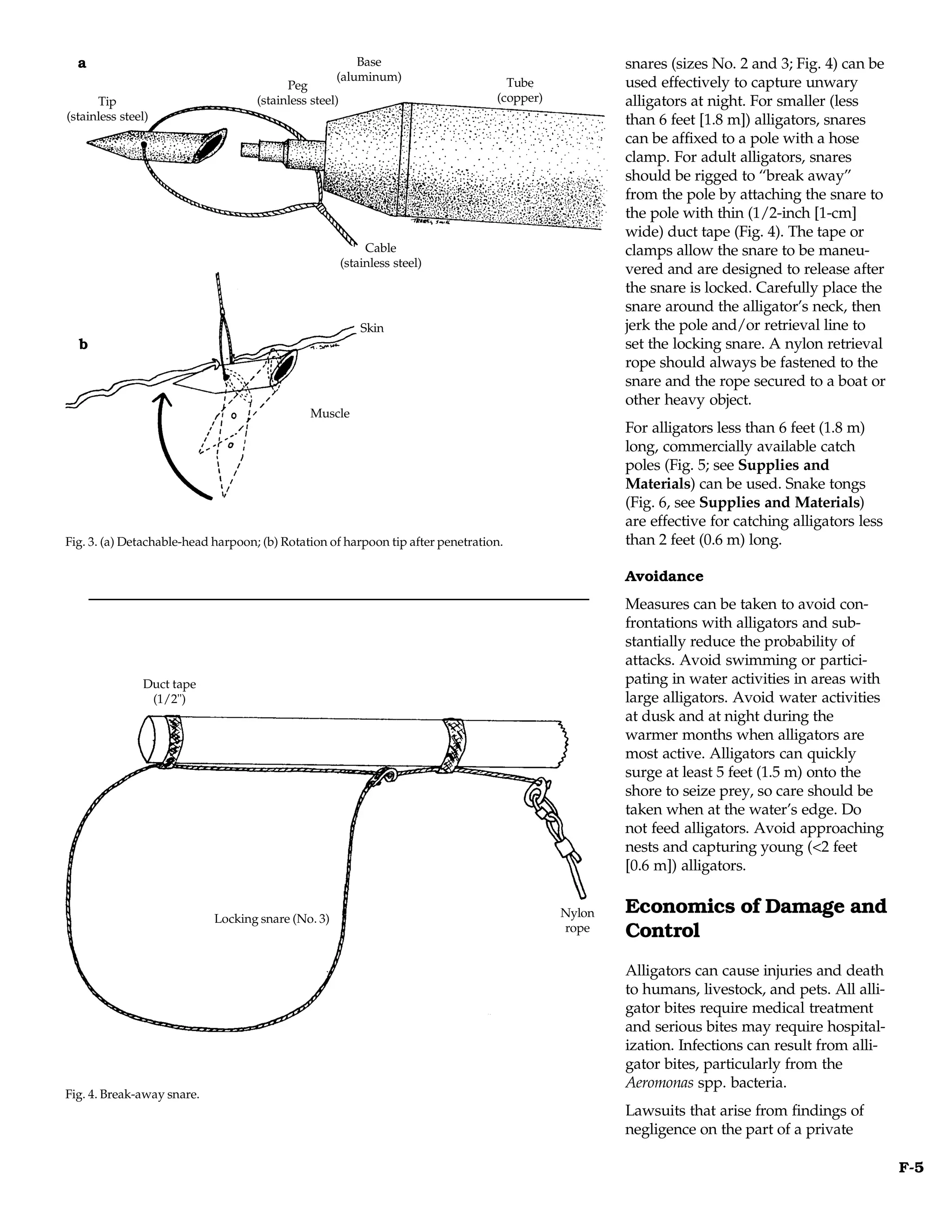 a                                                     Base                                        snares (sizes No. 2 and 3; Fig. 4) can be
                                                    (aluminum)
                                          Peg                                      Tube             used effectively to capture unwary
      Tip                           (stainless steel)                            (copper)           alligators at night. For smaller (less
(stainless steel)                                                                                   than 6 feet [1.8 m]) alligators, snares
                                                                                                    can be affixed to a pole with a hose
                                                                                                    clamp. For adult alligators, snares
                                                                                                    should be rigged to “break away”
                                                                                                    from the pole by attaching the snare to
                                                                                                    the pole with thin (1/2-inch [1-cm]
                                                                                                    wide) duct tape (Fig. 4). The tape or
                                                             Cable                                  clamps allow the snare to be maneu-
                                                        (stainless steel)
                                                                                                    vered and are designed to release after
                                                                                                    the snare is locked. Carefully place the
                                                                                                    snare around the alligator’s neck, then
                                                            Skin                                    jerk the pole and/or retrieval line to
  b                                                                                                 set the locking snare. A nylon retrieval
                                                                                                    rope should always be fastened to the
                                                                                                    snare and the rope secured to a boat or
                                                                                                    other heavy object.
                                               Muscle
                                                                                                    For alligators less than 6 feet (1.8 m)
                                                                                                    long, commercially available catch
                                                                                                    poles (Fig. 5; see Supplies and
                                                                                                    Materials) can be used. Snake tongs
                                                                                                    (Fig. 6, see Supplies and Materials)
                                                                                                    are effective for catching alligators less
Fig. 3. (a) Detachable-head harpoon; (b) Rotation of harpoon tip after penetration.                 than 2 feet (0.6 m) long.

                                                                                                    Avoidance
                                                                                                    Measures can be taken to avoid con-
                                                                                                    frontations with alligators and sub-
                                                                                                    stantially reduce the probability of
                                                                                                    attacks. Avoid swimming or partici-
               Duct tape                                                                            pating in water activities in areas with
                (1/2")                                                                              large alligators. Avoid water activities
                                                                                                    at dusk and at night during the
                                                                                                    warmer months when alligators are
                                                                                                    most active. Alligators can quickly
                                                                                                    surge at least 5 feet (1.5 m) onto the
                                                                                                    shore to seize prey, so care should be
                                                                                                    taken when at the water’s edge. Do
                                                                                                    not feed alligators. Avoid approaching
                                                                                                    nests and capturing young (<2 feet
                                                                                                    [0.6 m]) alligators.


                            Locking snare (No. 3)                                           Nylon   Economics of Damage and
                                                                                            rope    Control
                                                                                                    Alligators can cause injuries and death
                                                                                                    to humans, livestock, and pets. All alli-
                                                                                                    gator bites require medical treatment
                                                                                                    and serious bites may require hospital-
                                                                                                    ization. Infections can result from alli-
                                                                                                    gator bites, particularly from the
                                                                                                    Aeromonas spp. bacteria.
Fig. 4. Break-away snare.
                                                                                                    Lawsuits that arise from findings of
                                                                                                    negligence on the part of a private

                                                                                                                                                 F-5
 
