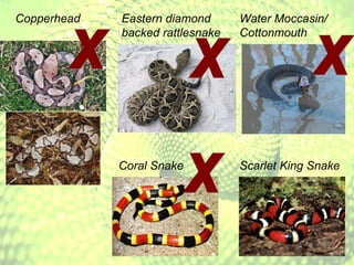 Copperhead Eastern diamond backed rattlesnake Water Moccasin/ Cottonmouth Coral Snake Scarlet King Snake X X X X 