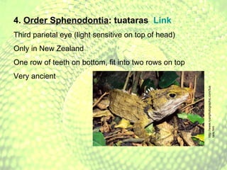 4.  Order Sphenodontia : tuataras  Link Third parietal eye (light sensitive on top of head) Only in New Zealand One row of teeth on bottom, fit into two rows on top Very ancient http://www.ryanphotographic.com/tuatara.htm 