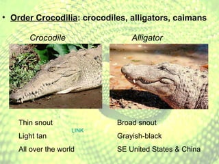 Order Crocodilia : crocodiles, alligators, caimans Crocodile Alligator Thin snout Light tan All over the world Broad snout Grayish-black SE United States & China LINK 