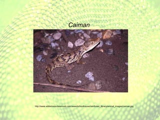 Caiman http://www.wildernessclassroom.com/www/schoolhouse/rainforest_library/animal_images/caiman.jpg 