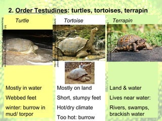 2.  Order Testudines : turtles, tortoises, terrapin Mostly in water Webbed feet winter: burrow in mud/ torpor Turtle Mostly on land Short, stumpy feet Hot/dry climate Too hot: burrow  Tortoise Land & water Lives near water: Rivers, swamps, brackish water Terrapin http://relaxmx.com/yahoo_site_admin/assets/images/everything_else_184.90144551_std.jpg http://animals.nationalgeographic.com/animals/reptiles/galapagos-tortoise.html http://www.bumblebeeblog.com/storage/Eastern%20box%20turtle.jpg 