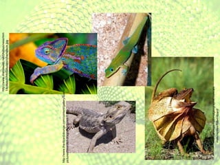http://www.drahosweb.net/bhsbusiness/mm1/kollasch/HNS/Assets/chameleon.jpg http://animals.nationalgeographic.com/animals/reptiles/frilled-lizard/ http://www.the-lizard-lounge.com/content/gallery/lizard-pictures/bearded-dragon-pictures-1.asp 