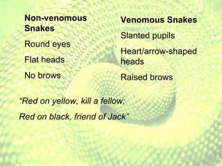Non-venomous Snakes   Round eyes Flat heads No brows Venomous Snakes   Slanted pupils Heart/arrow-shaped heads Raised brows “ Red on yellow, kill a fellow; Red on black, friend of Jack” 