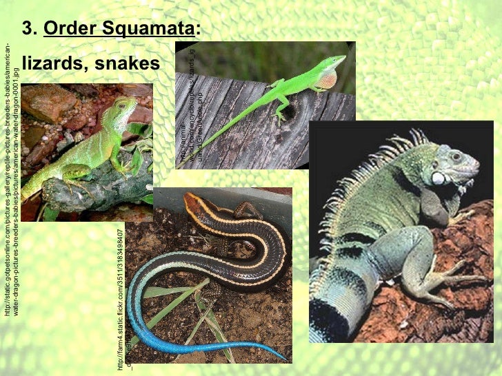 Reptile notes: Notes on Class Reptilia and Orders Crocodilia, Testud…