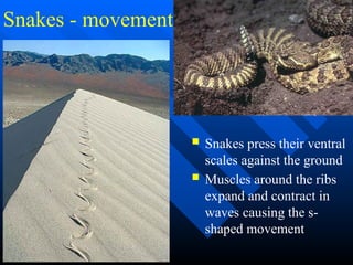 reptile_notes_2020aaaaaaaaaaaaaaaaaaaa.pptx