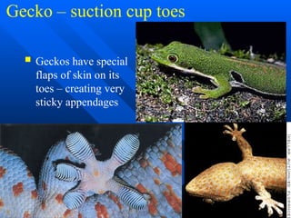 Sticky Flaps reptile_notes_2020aaaaaaaaaaaaaaaaaaaa.pptx