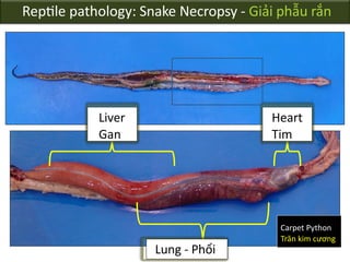 Reptile_pathology_-_necropsy_techniques 18Nov17.pptx