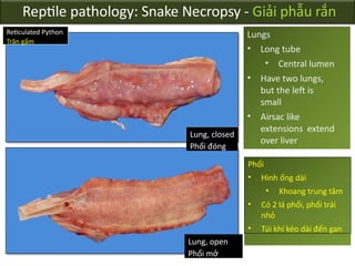 Reptile_pathology_-_necropsy_techniques 18Nov17.pptx