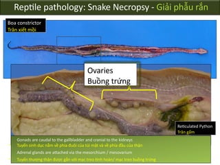 Reptile_pathology_-_necropsy_techniques 18Nov17.pptx