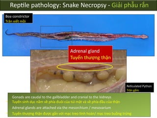 Reptile_pathology_-_necropsy_techniques 18Nov17.pptx