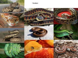 Snakes
 