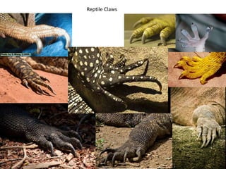 Reptile Ideas Generation
