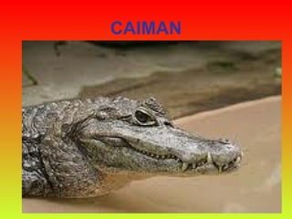 CAIMAN 