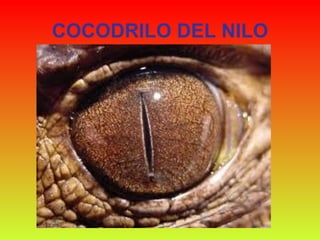 COCODRILO DEL NILO 