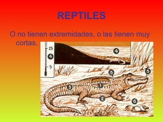 REPTILES O no tienen extremidades, o las tienen muy cortas.  