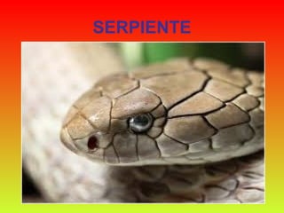 SERPIENTE 
