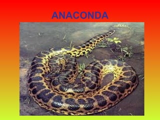 ANACONDA 