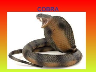 COBRA 