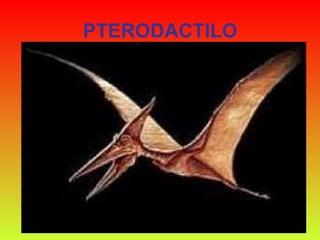 PTERODACTILO 